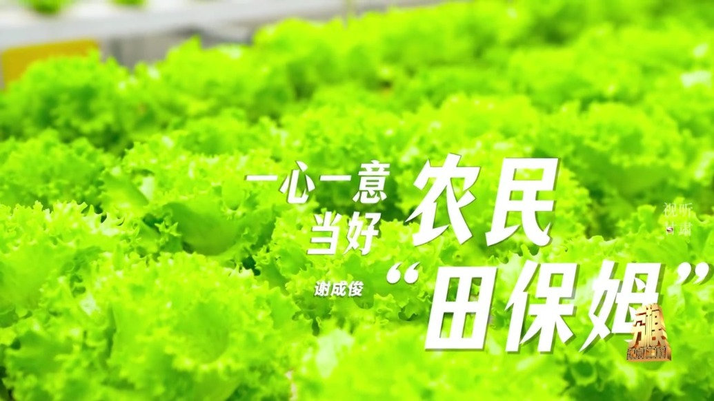 弘扬劳模精神（20）谢成俊：一心一意当好农民田保姆