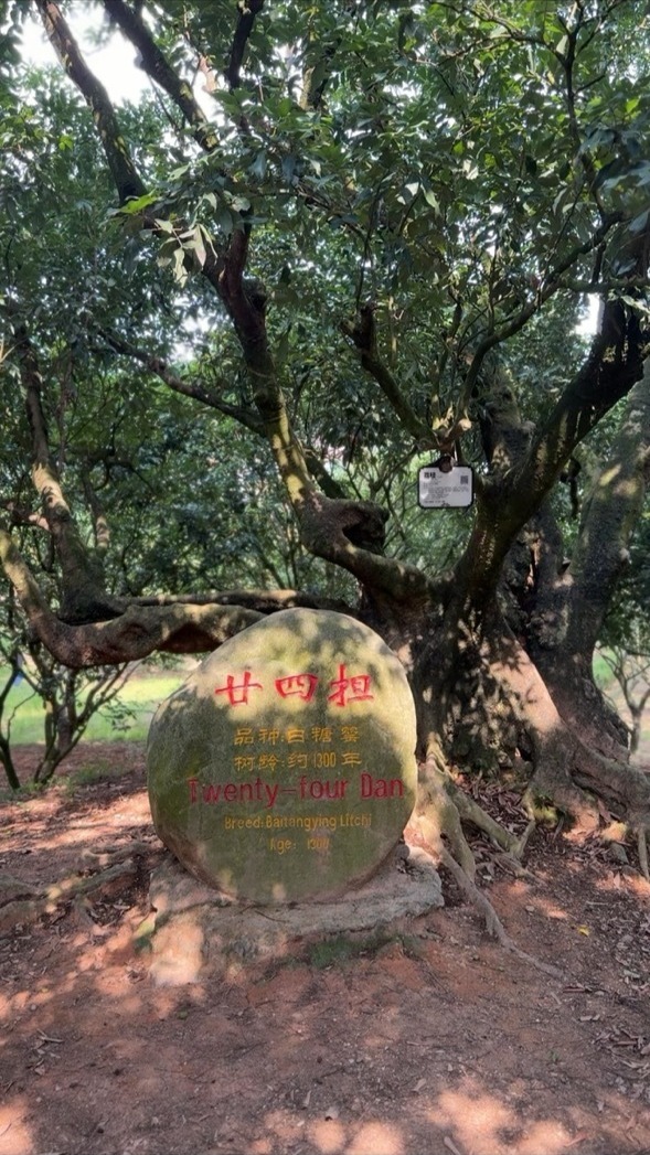 金牌遇见“荔”光:茂名高州以体促农,荔乡产业焕新生