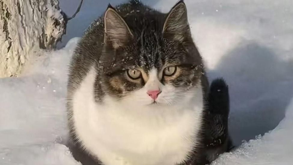 网红小猫悟空疑因中毒而死，骑行博主公布细节