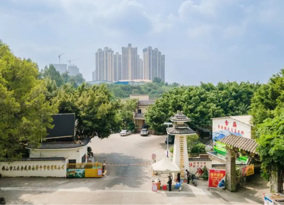 金盛西南耕牛市场。佛山市新闻传媒中心记者王澍摄