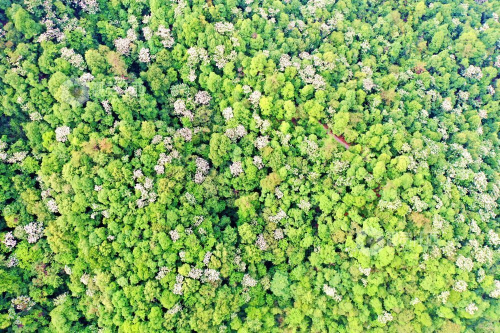 2025年5月6日，江西省吉安市峽江縣玉笥養生谷景區，漫山遍野的油桐花綻放枝頭，宛如白雪飄落在叢林間，風景美如畫。