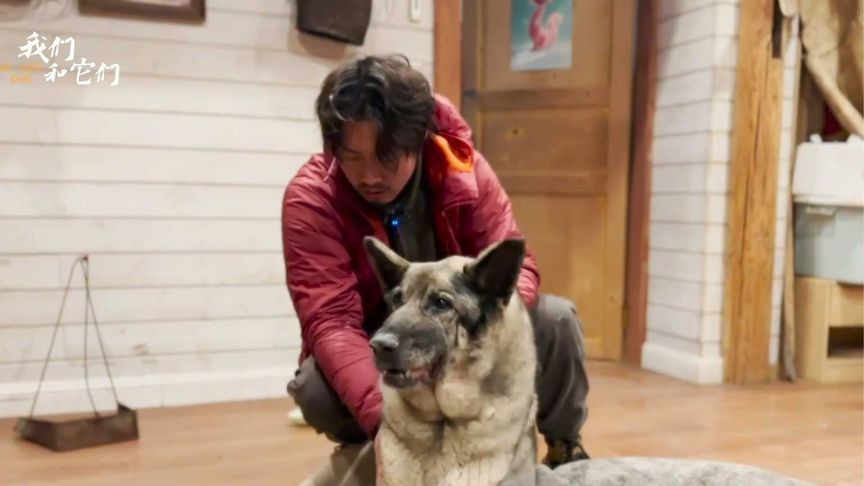 患癌狗狗希拉器官衰竭 抽搐不止、无力起身 主人决定为它进行安乐