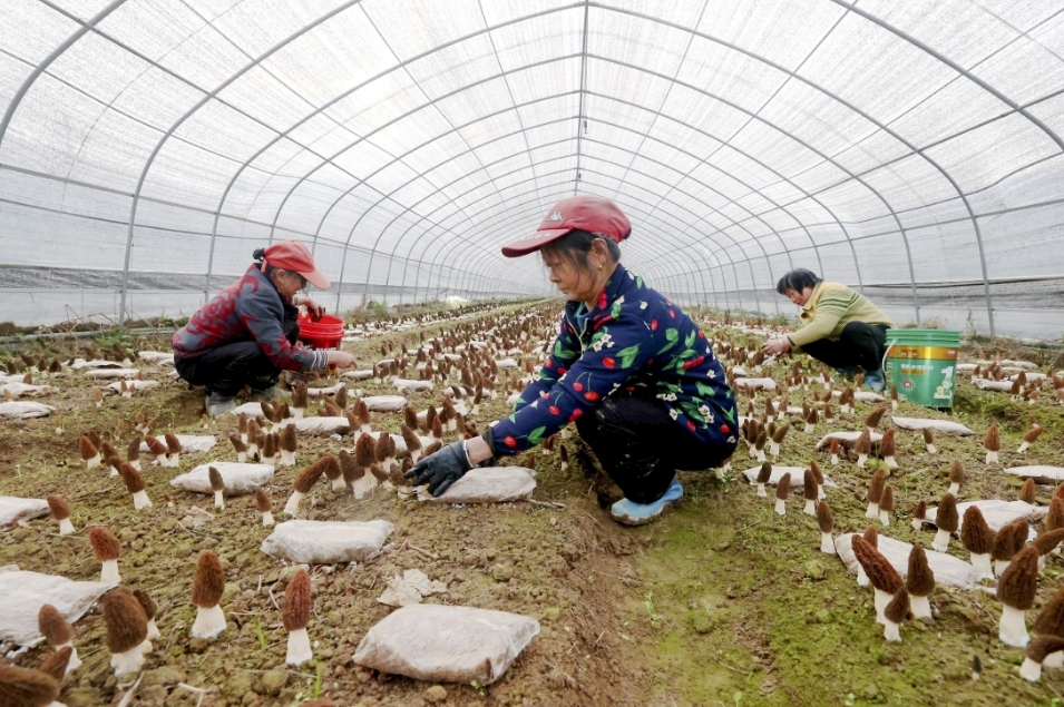 江西湖口：村集体经济三年倍增背后的“激励密码”