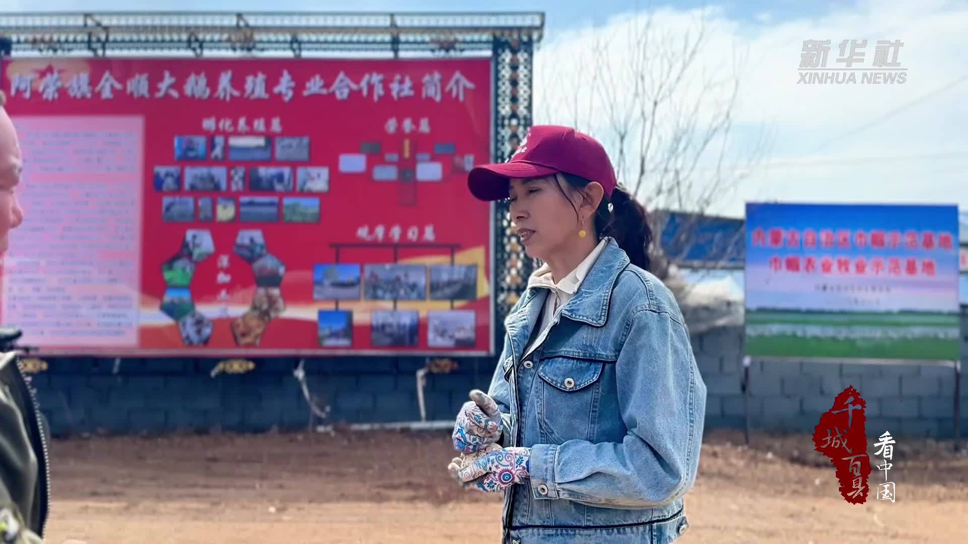 千城百县看中国｜内蒙古阿荣旗：小城“鹅娘”