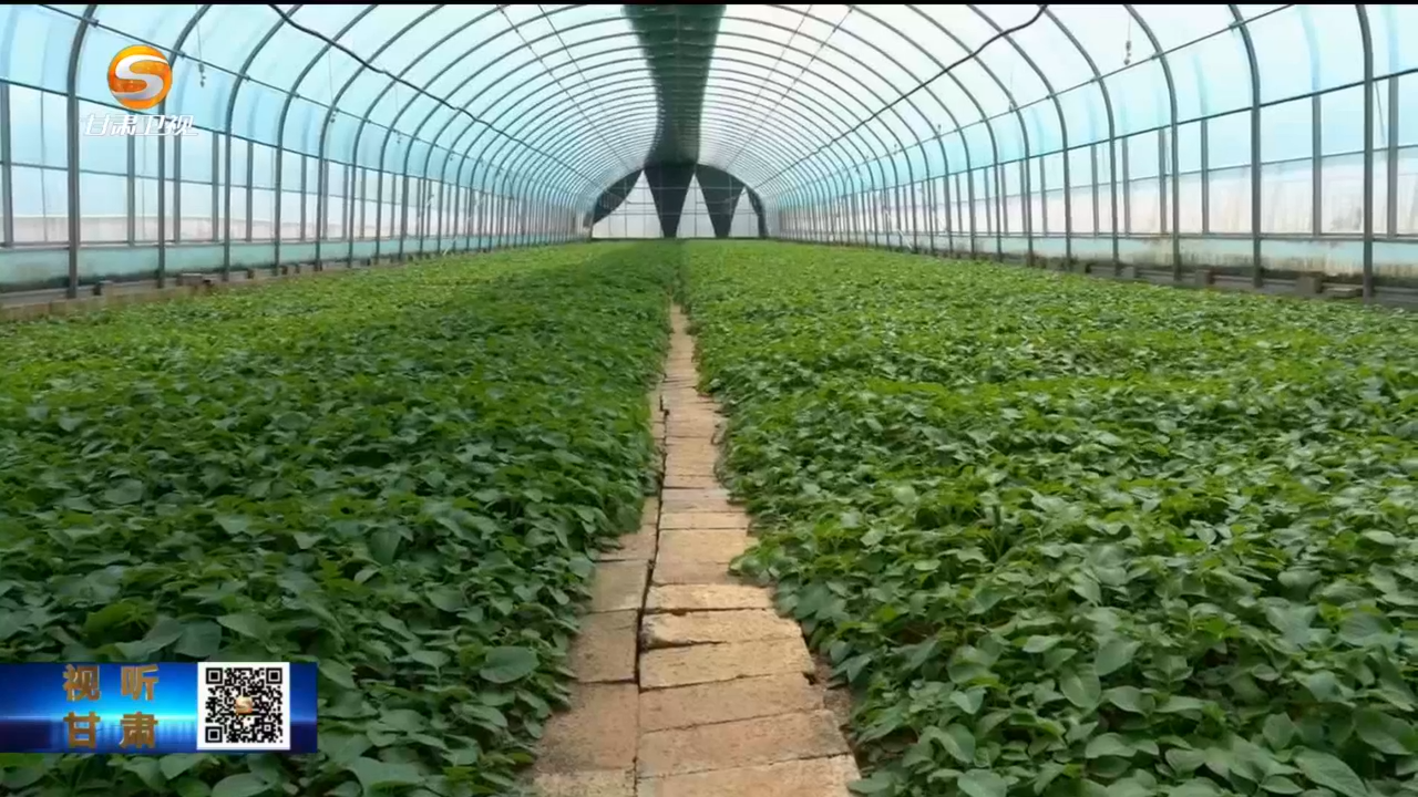 甘肃培育优势特色产业集群　奔赴乡村振兴好“钱”景