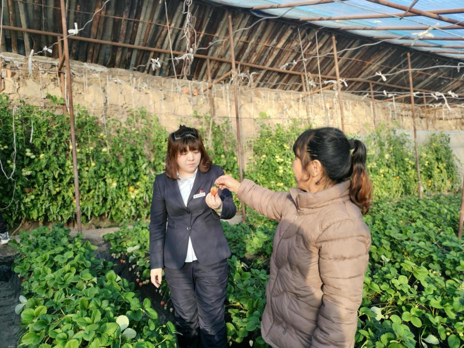 承德市双滦区偏桥子镇草莓种植大棚 孙美玲拍摄