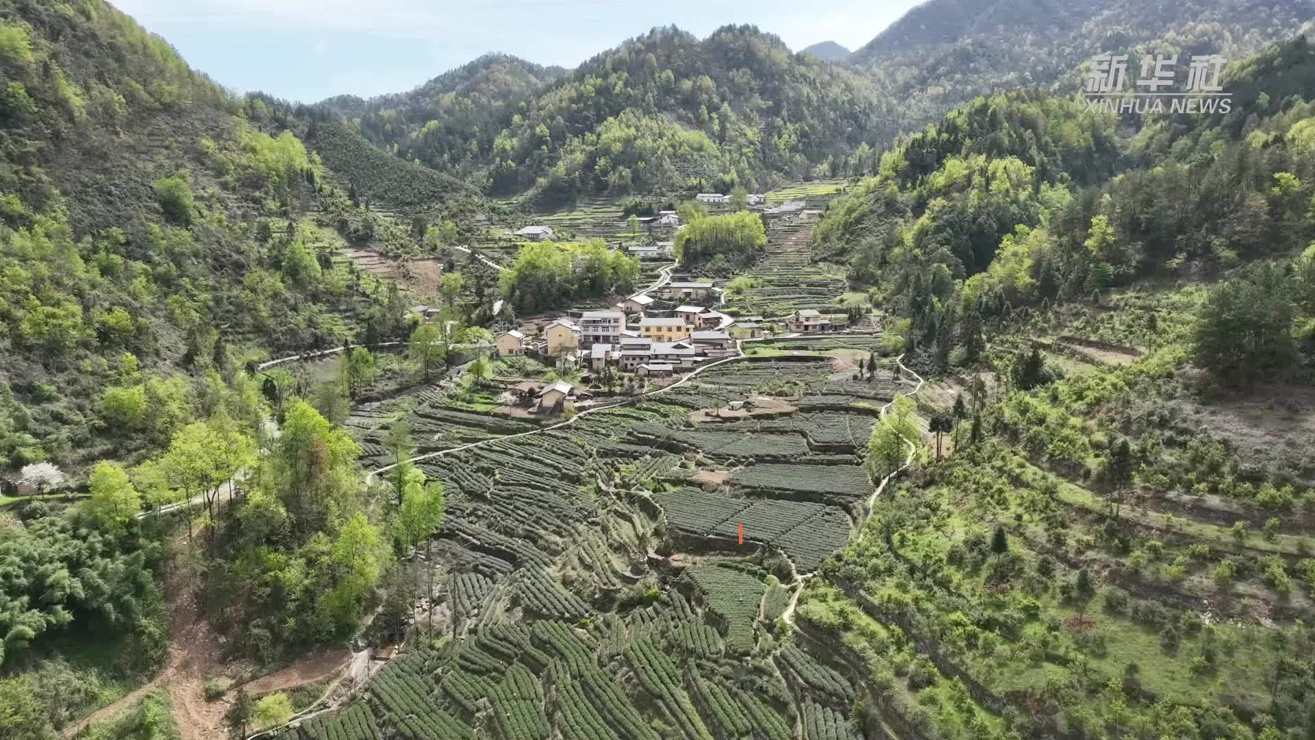 科技帮扶 让秦巴山区绽放产业之花