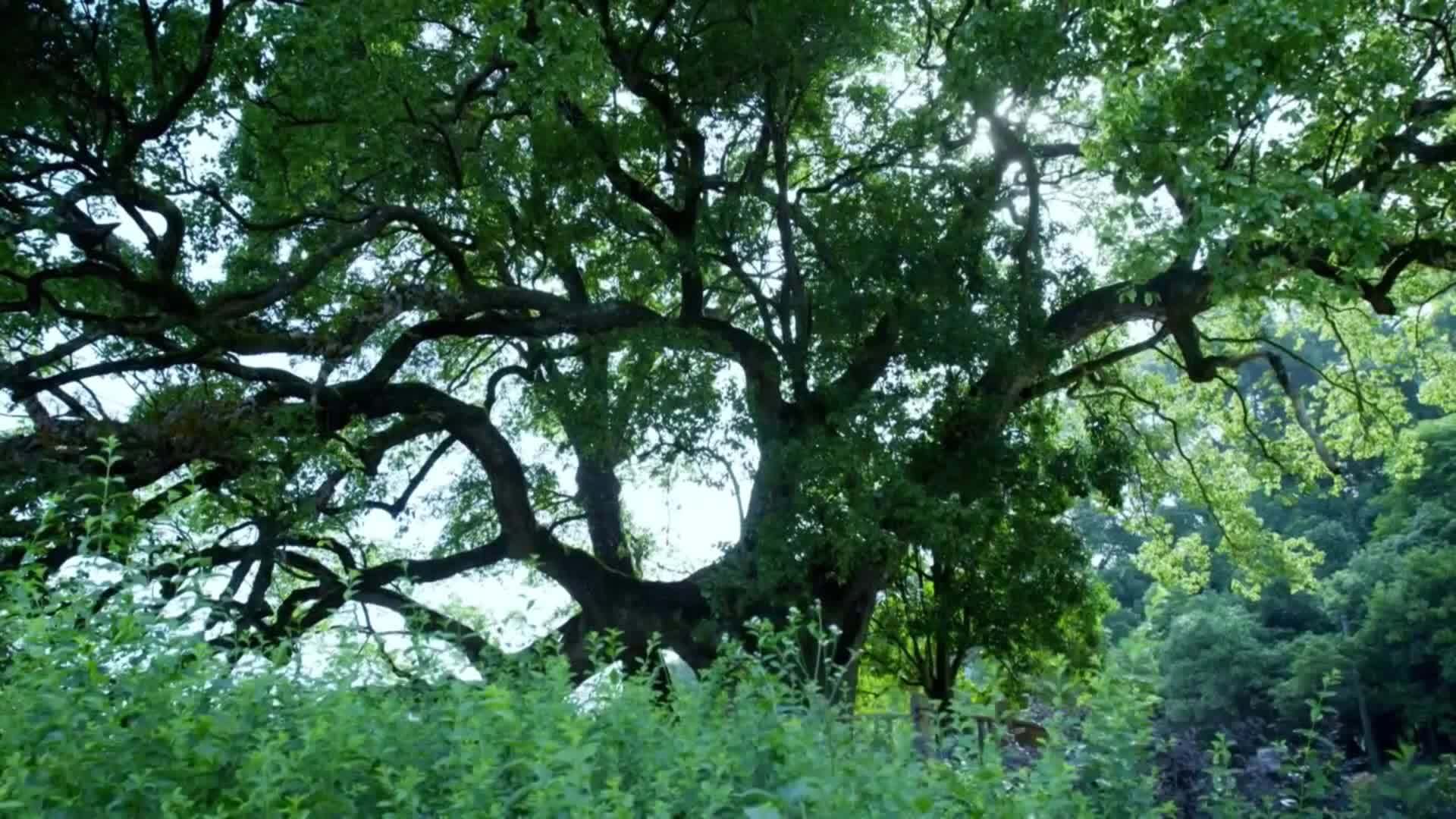 何以中国|朱子文化永流传