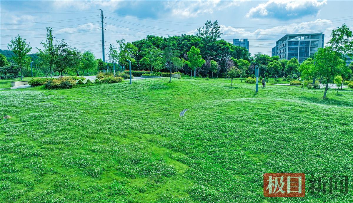 绿茵如毯，各色小花点缀其间（光谷黄龙山公园）