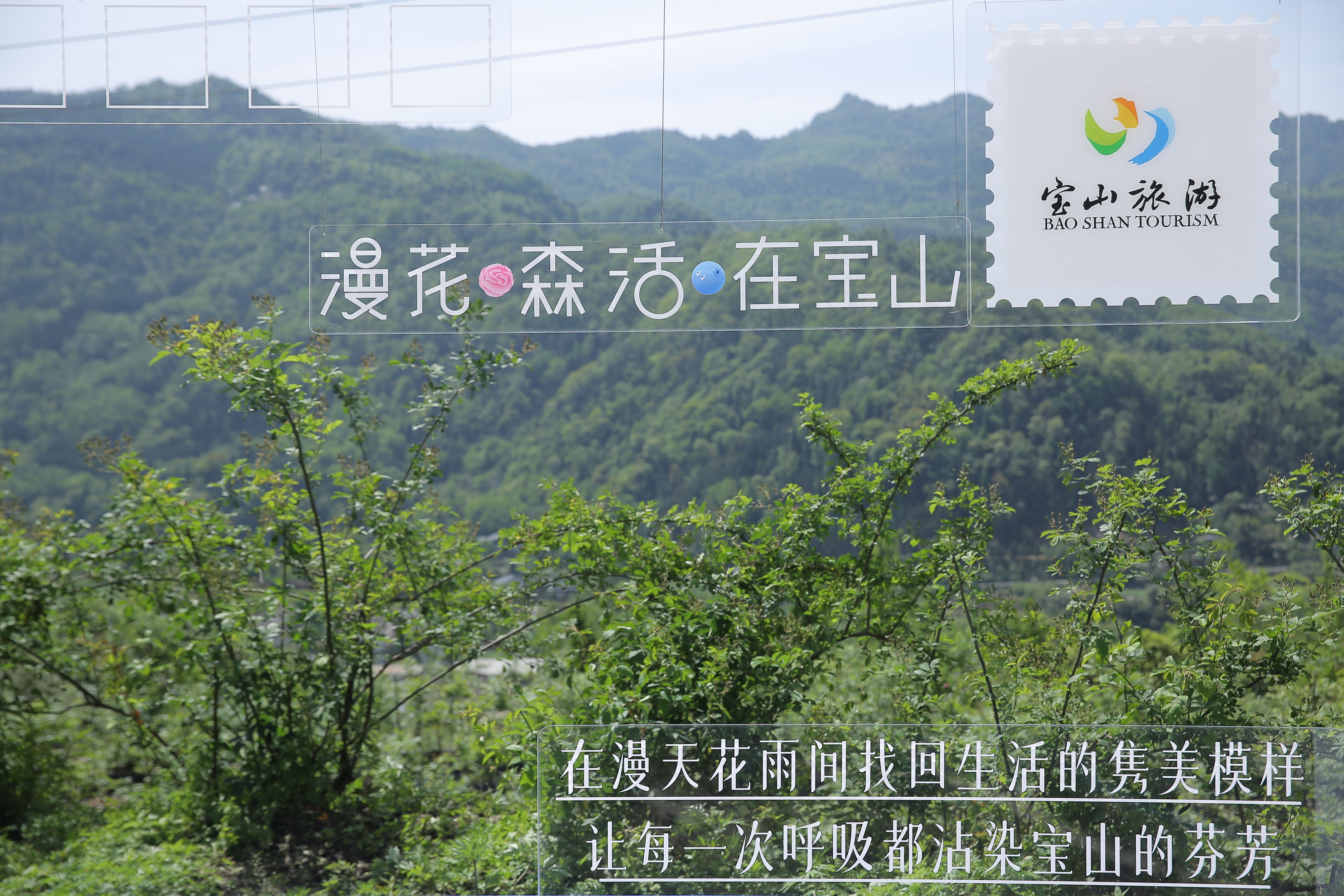 “自然松弛感、艺术慢生活”，第十一届宝山蔷薇花季暨首届宝山蔷薇艺术生活季启幕