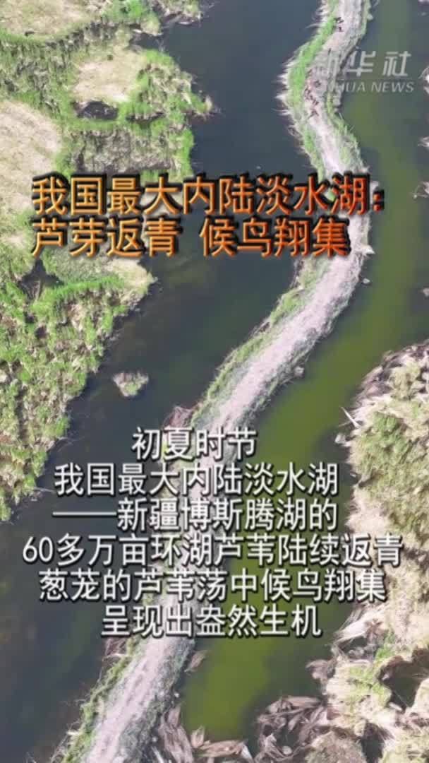 我国最大内陆淡水湖：芦芽返青 候鸟翔集