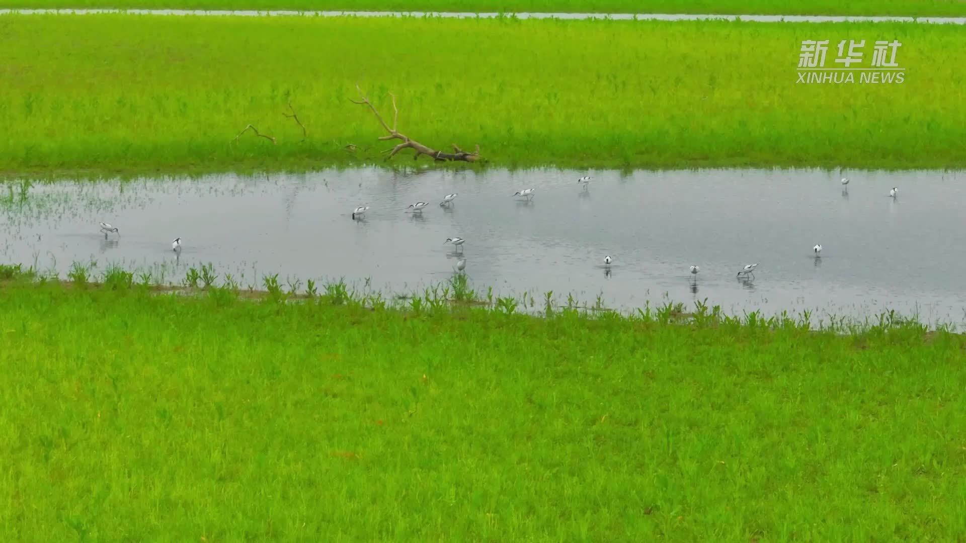 江西湖口：鄱阳湖湿地 四季鸟乐园