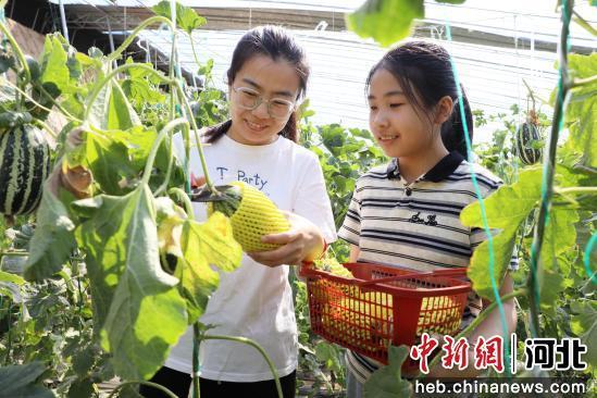图为在南宫市段芦头镇南张庄村果蔬种植基地的温室大棚里游客正在采摘游玩。 王林 摄