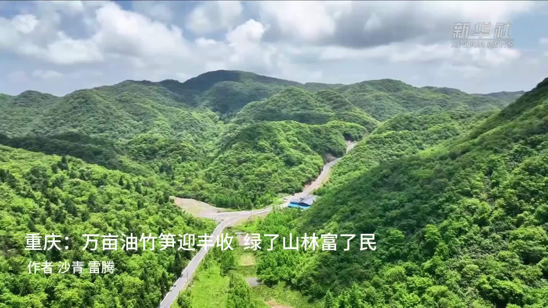 重庆：万亩油竹笋迎丰收 绿了山林富了民