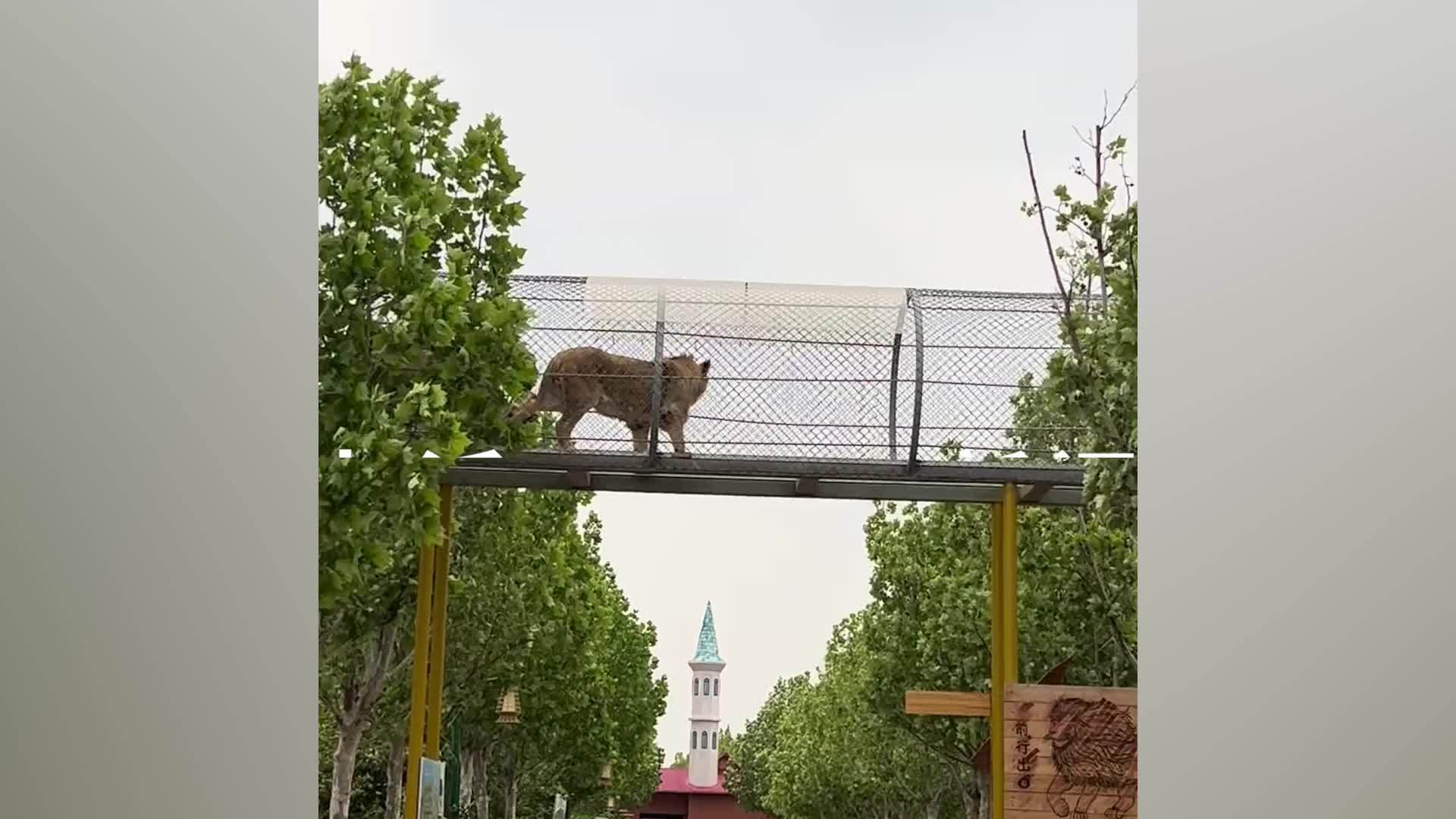 天津野生动物园回应将狮子放空中走廊：能让它来回走，现已撤走后续会调整
