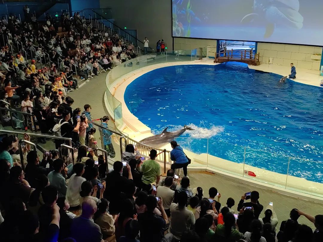 日照海洋公园的水上表演座无虚席。图源:直播日照