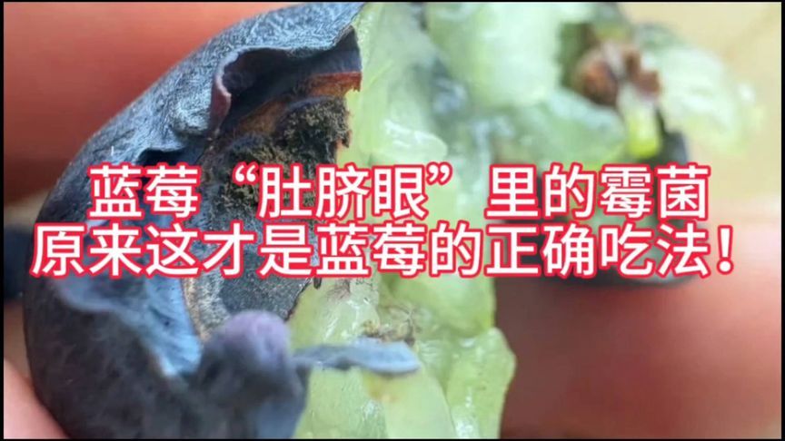 蓝莓“肚脐眼”里的霉菌，原来这才是蓝莓的正确吃法