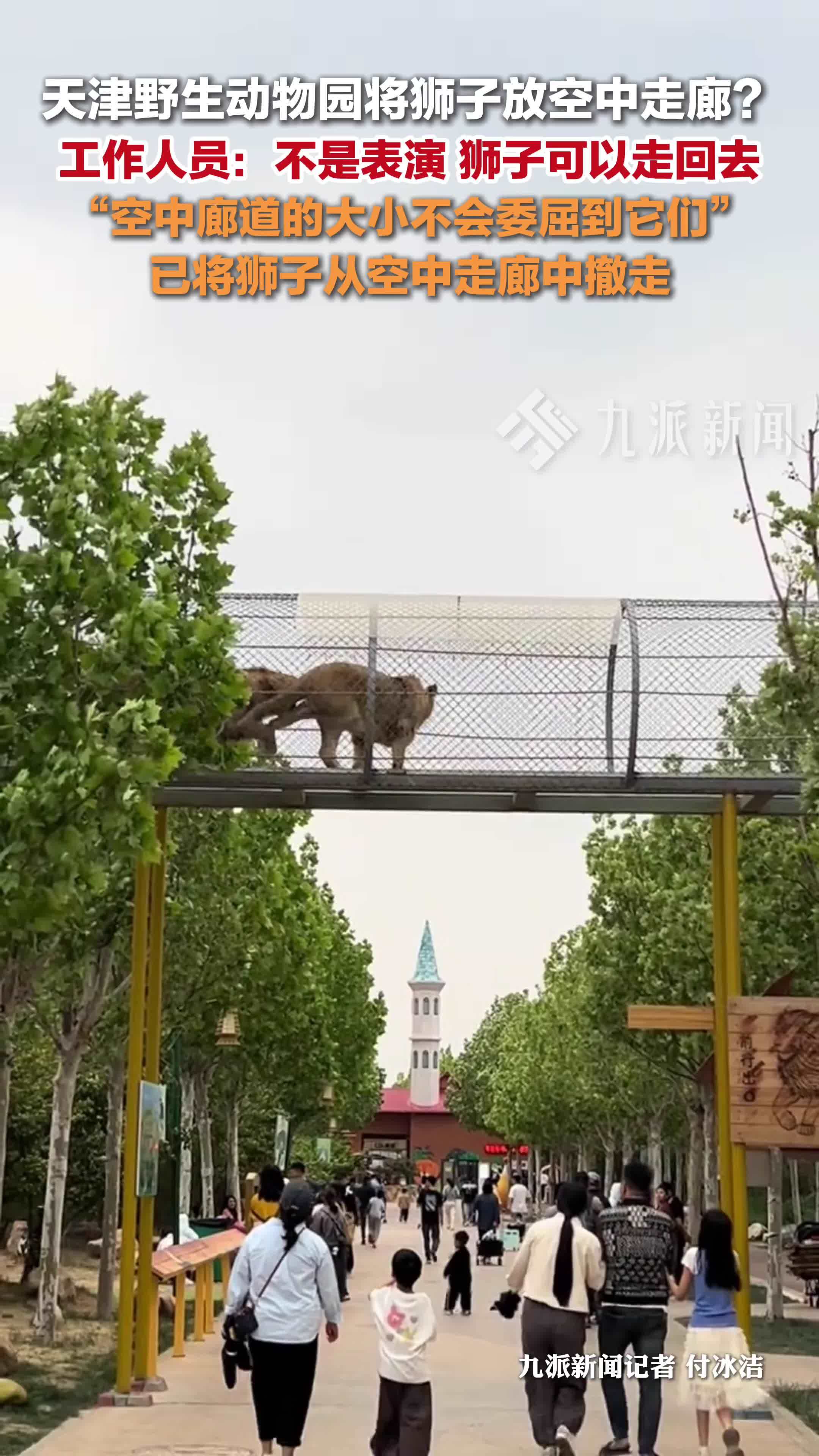 动物园回应将狮子放空中走廊：不是表演，狮子可以走回去
