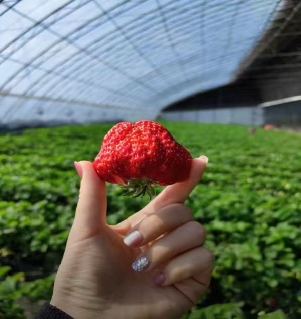 采摘园里感受田园生活