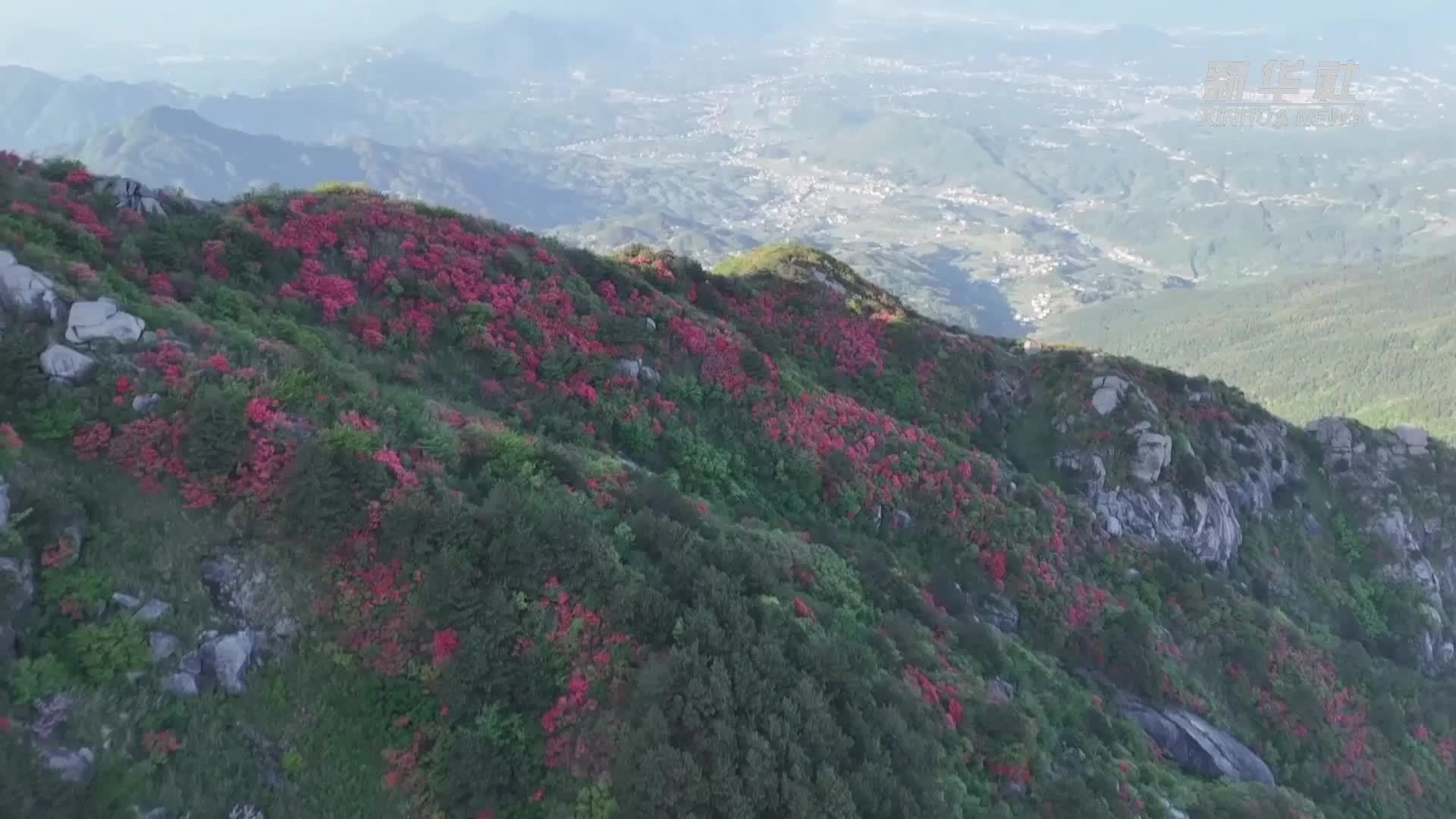 江西修水：杜鹃花开迎客来