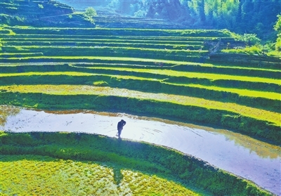 萍乡：田间一派繁忙（图）