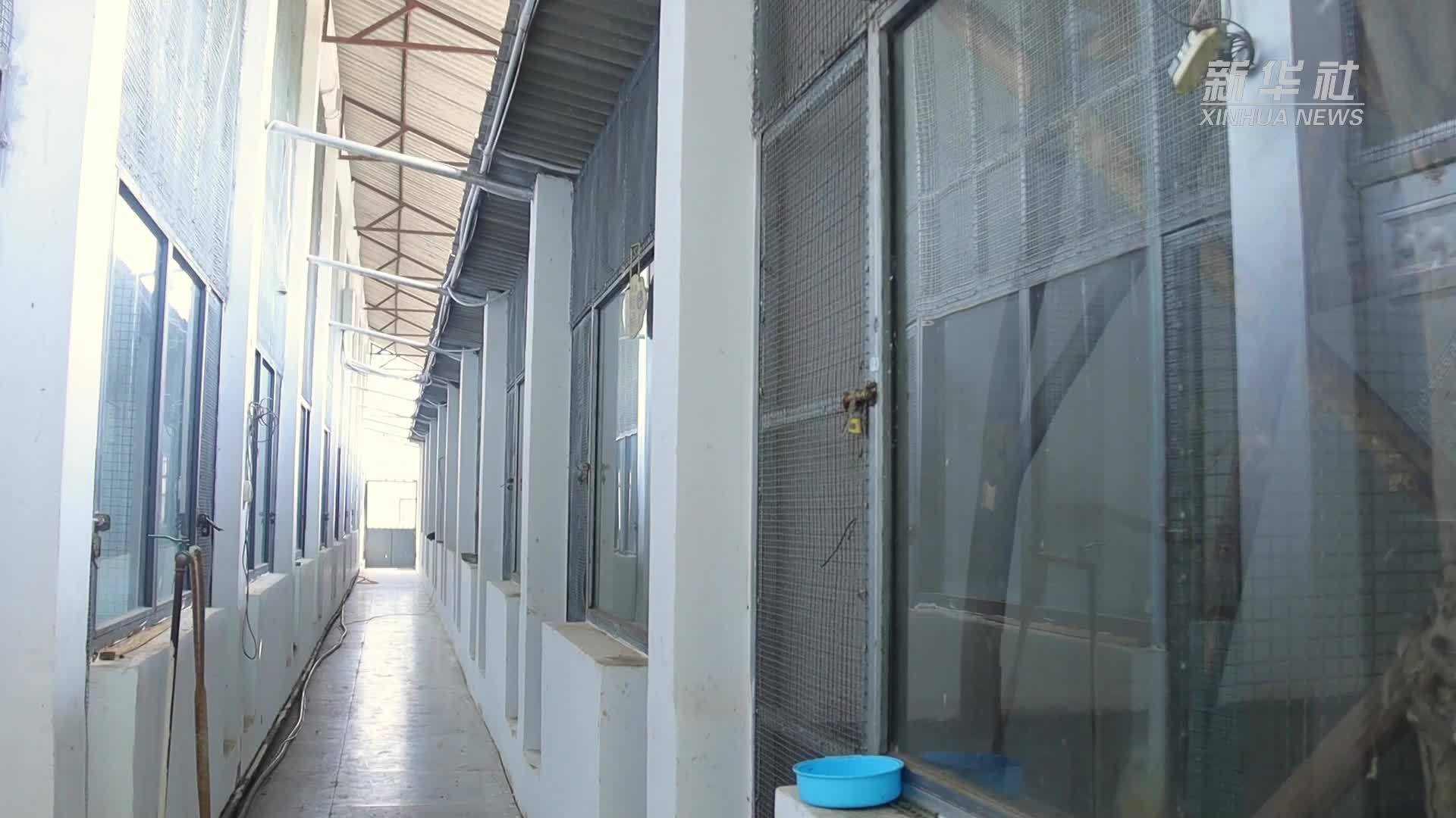 一只人工繁育的小蜂猴在云南德宏满月