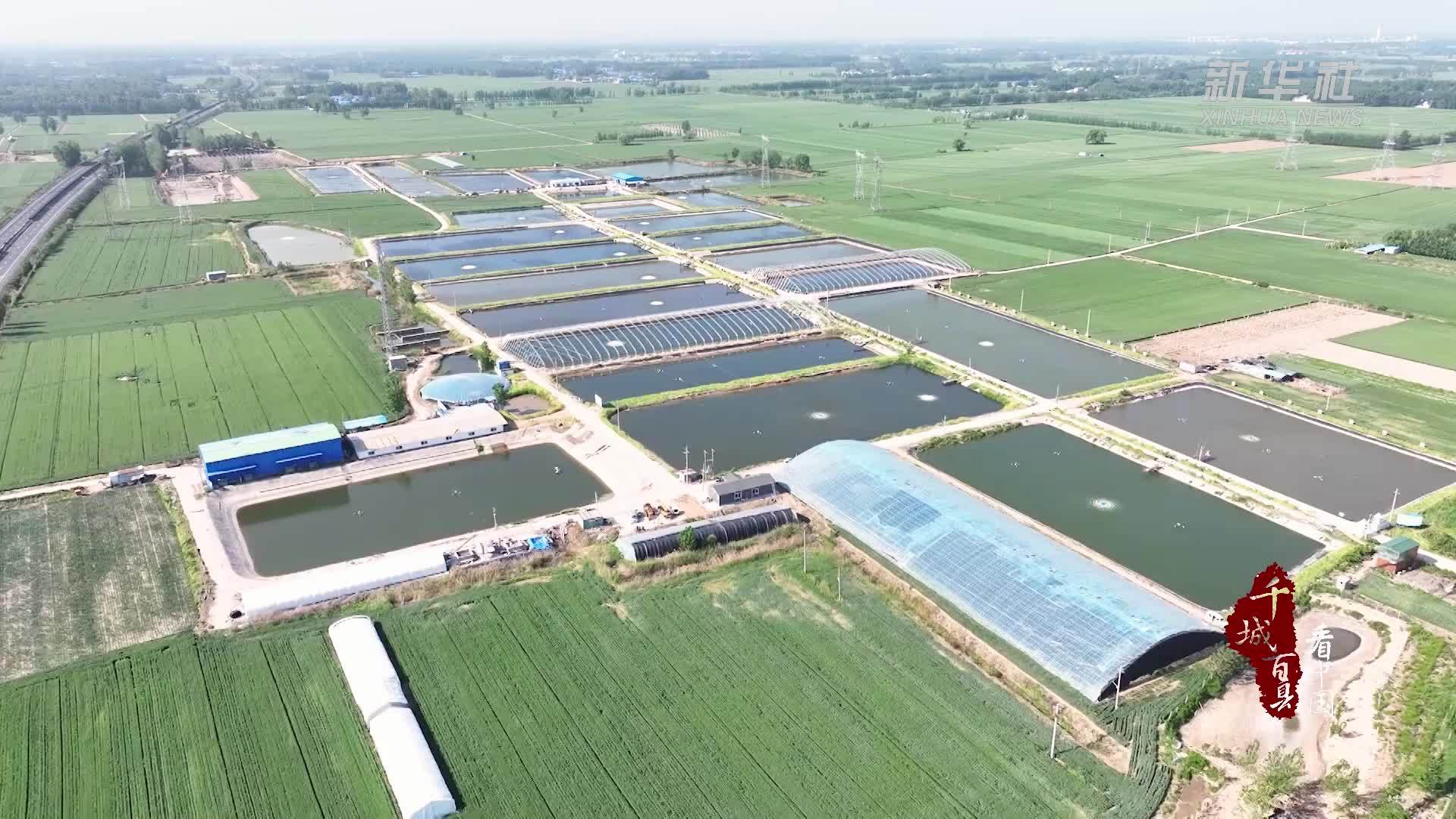 千城百县看中国｜山东定陶：鱼跃人欢产销旺