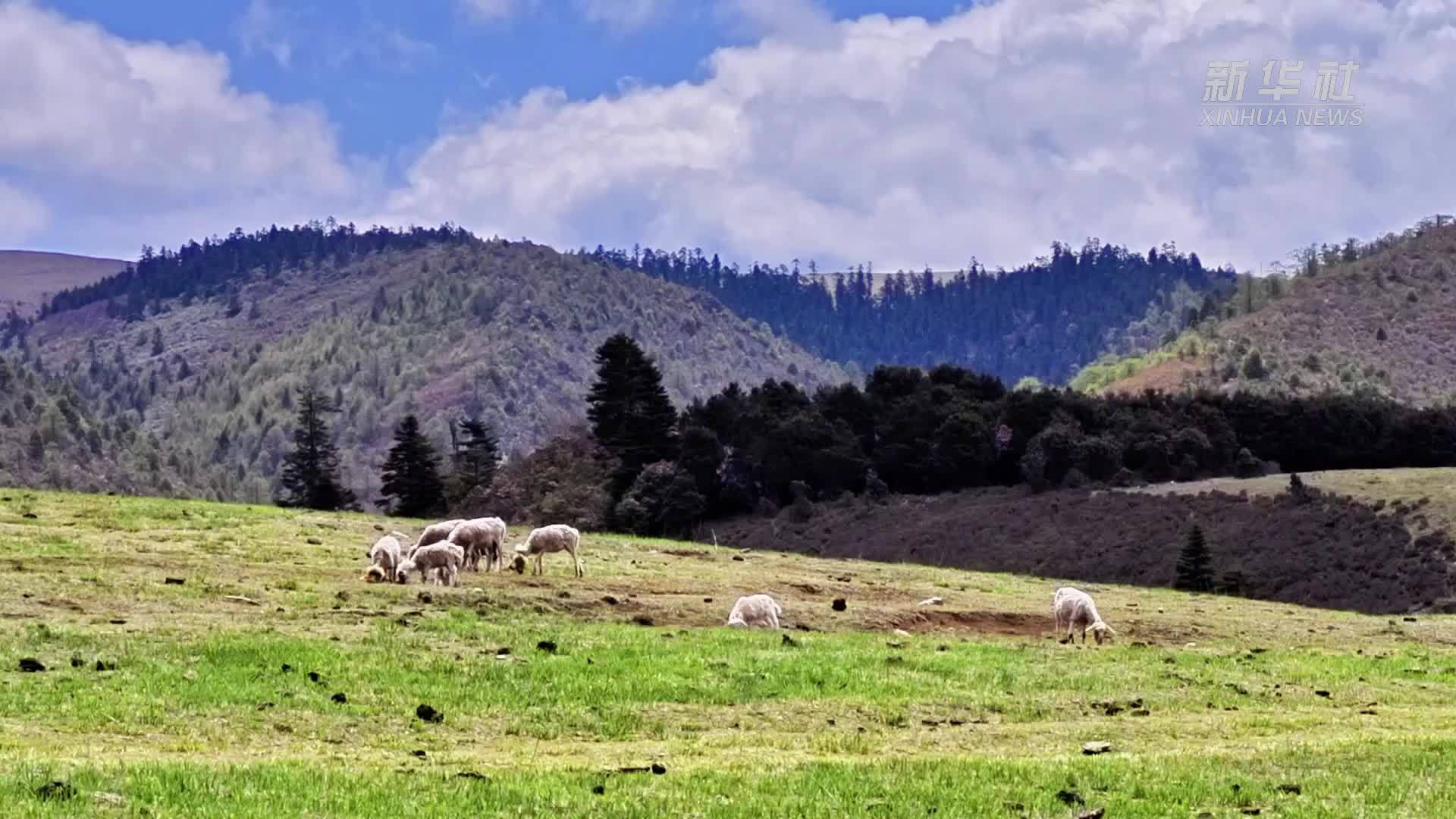 云南丽江：林那谷杜鹃花绽放