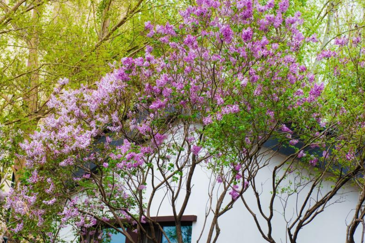 德惠:花缀枝头 香溢满园