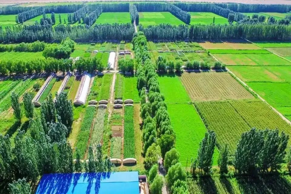 阿克塞构建“党建+林草”融合模式　书写绿色发展答卷