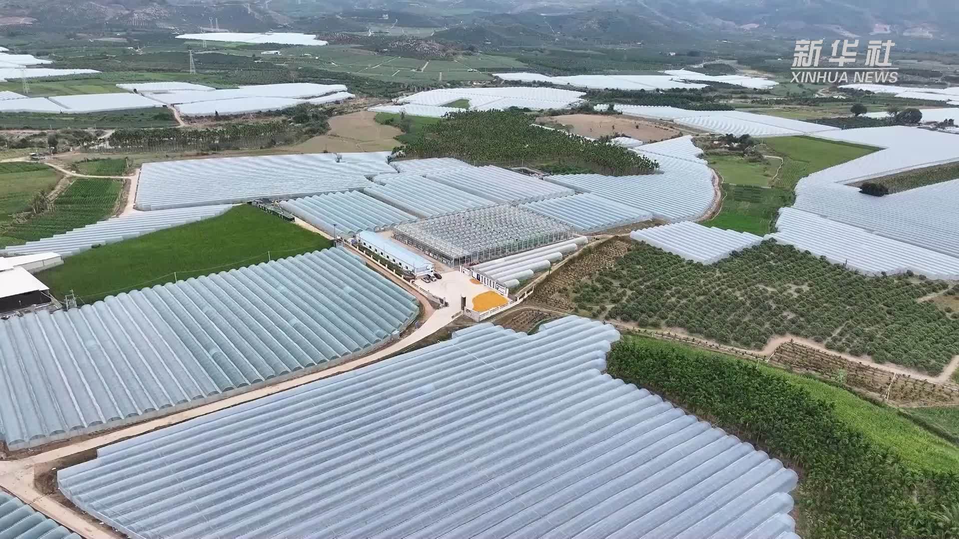 海南乐东：加快南繁科研成果转化 助力乡村振兴