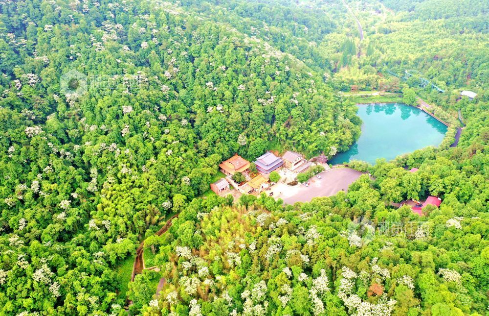 2025年5月6日，江西省吉安市峽江縣玉笥養生谷景區，漫山遍野的油桐花綻放枝頭，宛如白雪飄落在叢林間，風景美如畫。