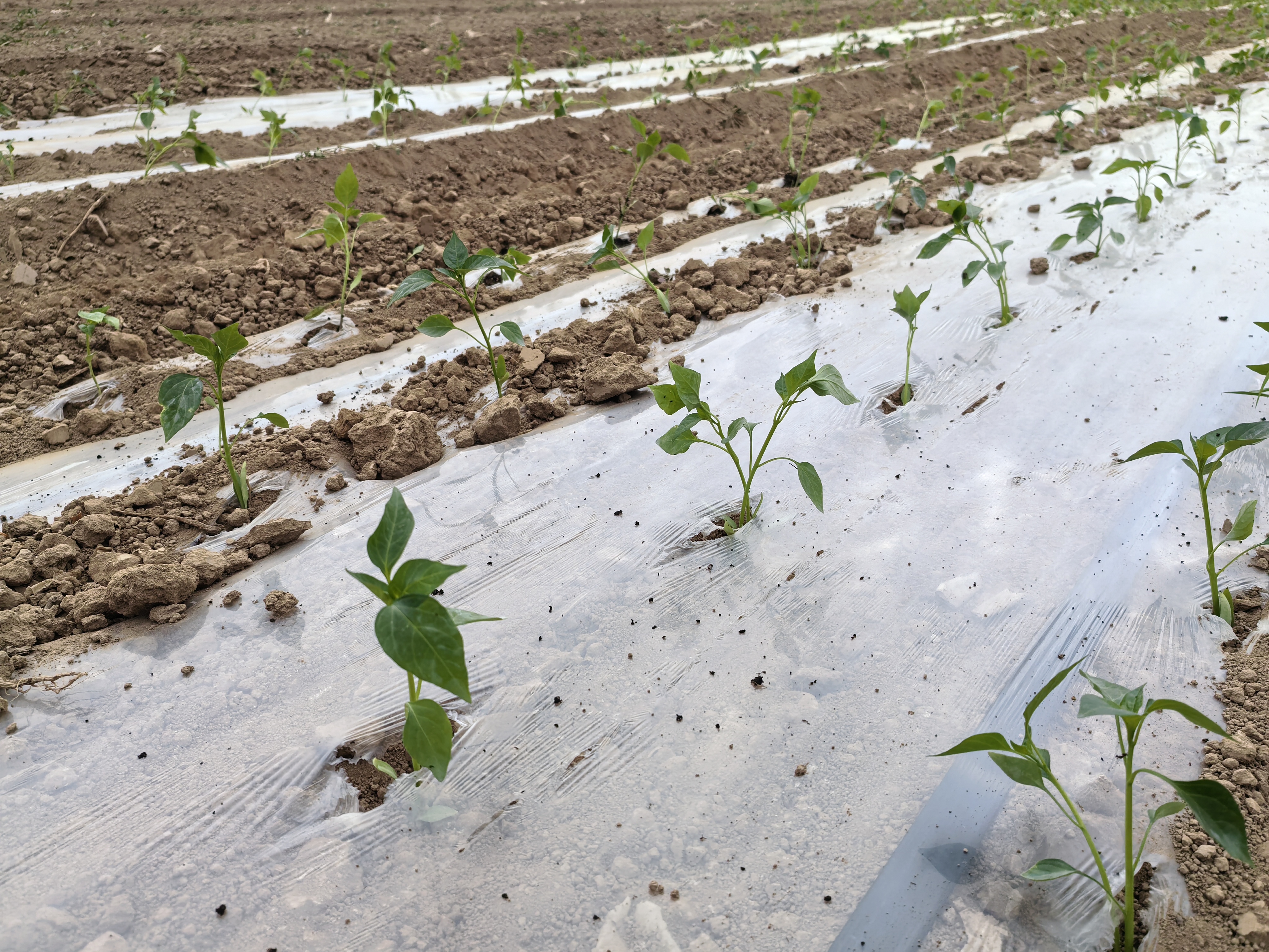 图4 新移栽的辣椒苗.jpg