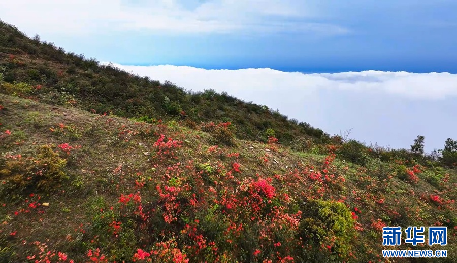 上猶縣雙溪草山杜鵑花“邂逅”云海。新華網發 周銳津 攝