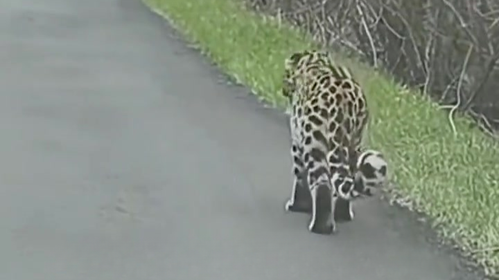 五一假期各地动物显眼包