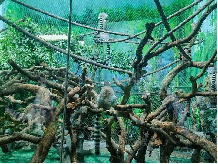 2024年11月，长春动植物公园环尾狐猴活动区增设了攀爬架。新华社记者赵丹丹 摄