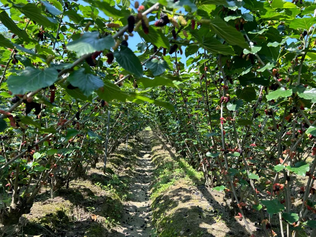 江西:“情绪经济”让放松游火爆出圈