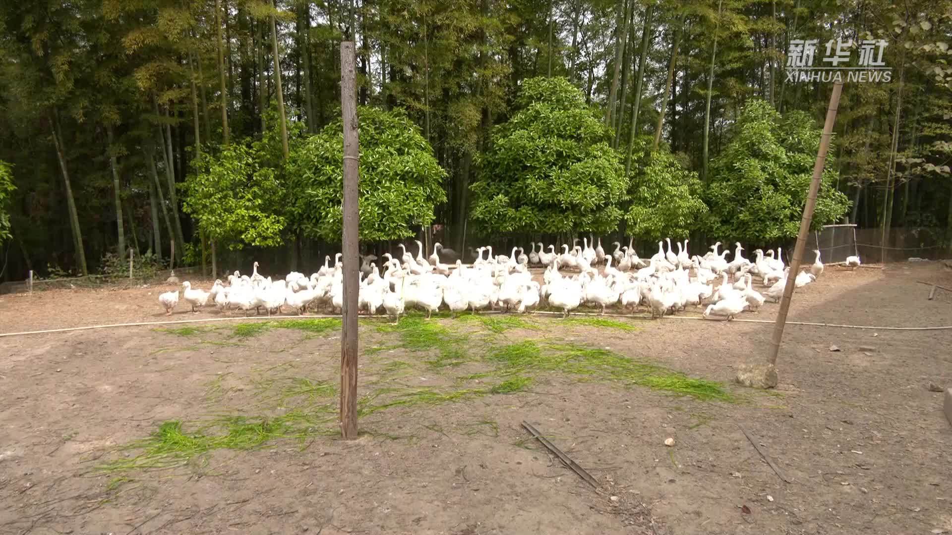 四川泸县：生态养鹅 源头保品质