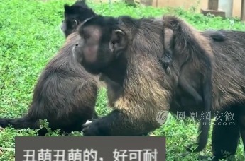 合肥动物园国字脸猴丑萌出圈 网友：很像我认识的一个人