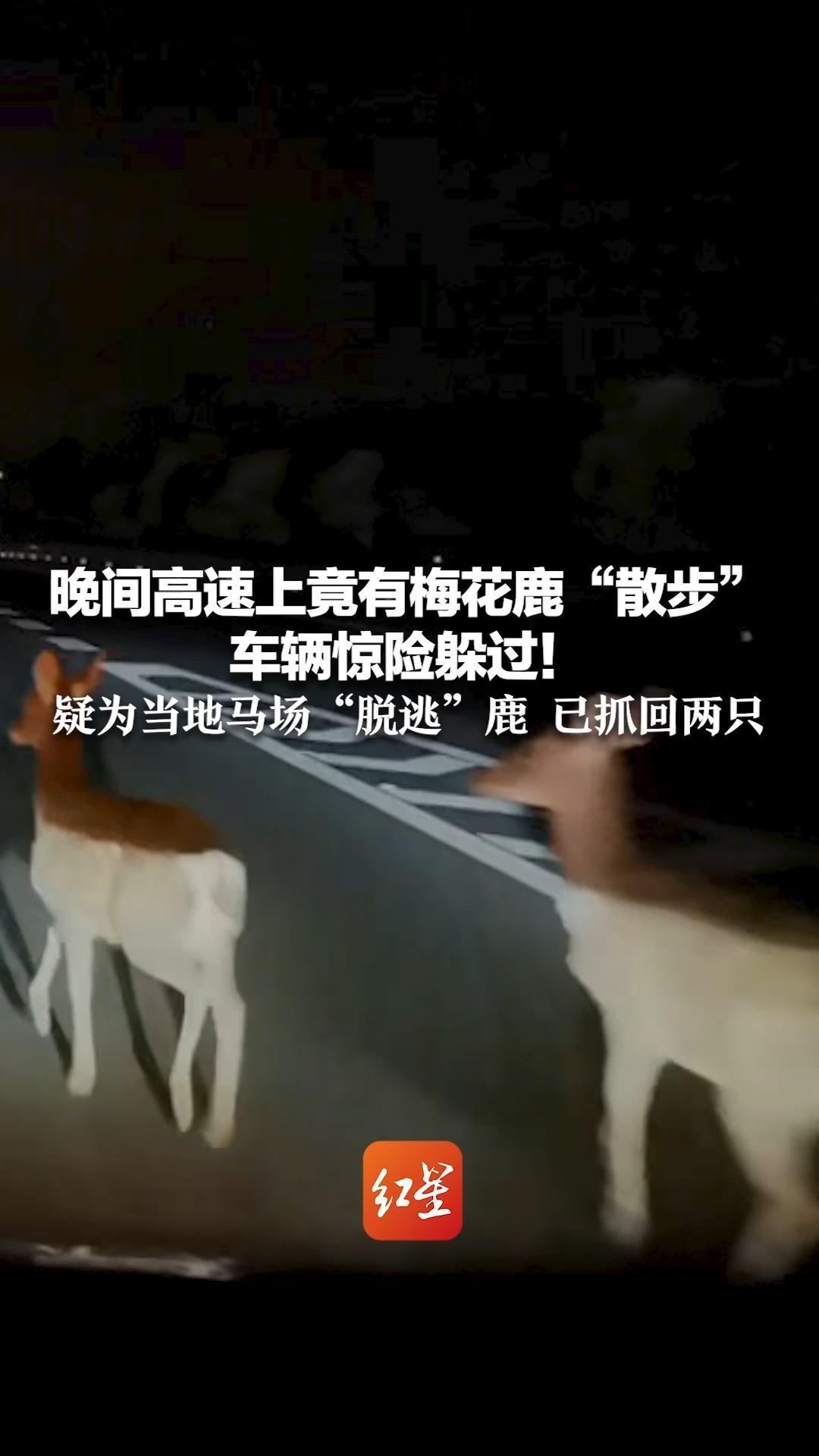 晚间高速上竟有梅花鹿“散步”车辆惊险躲过！疑为当地马场“脱逃”鹿 已抓回两只