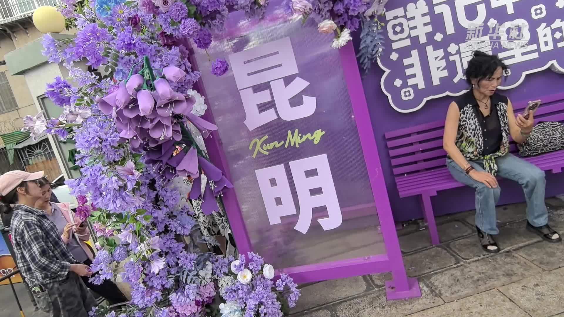 在春城昆明感受“蓝紫色浪漫”