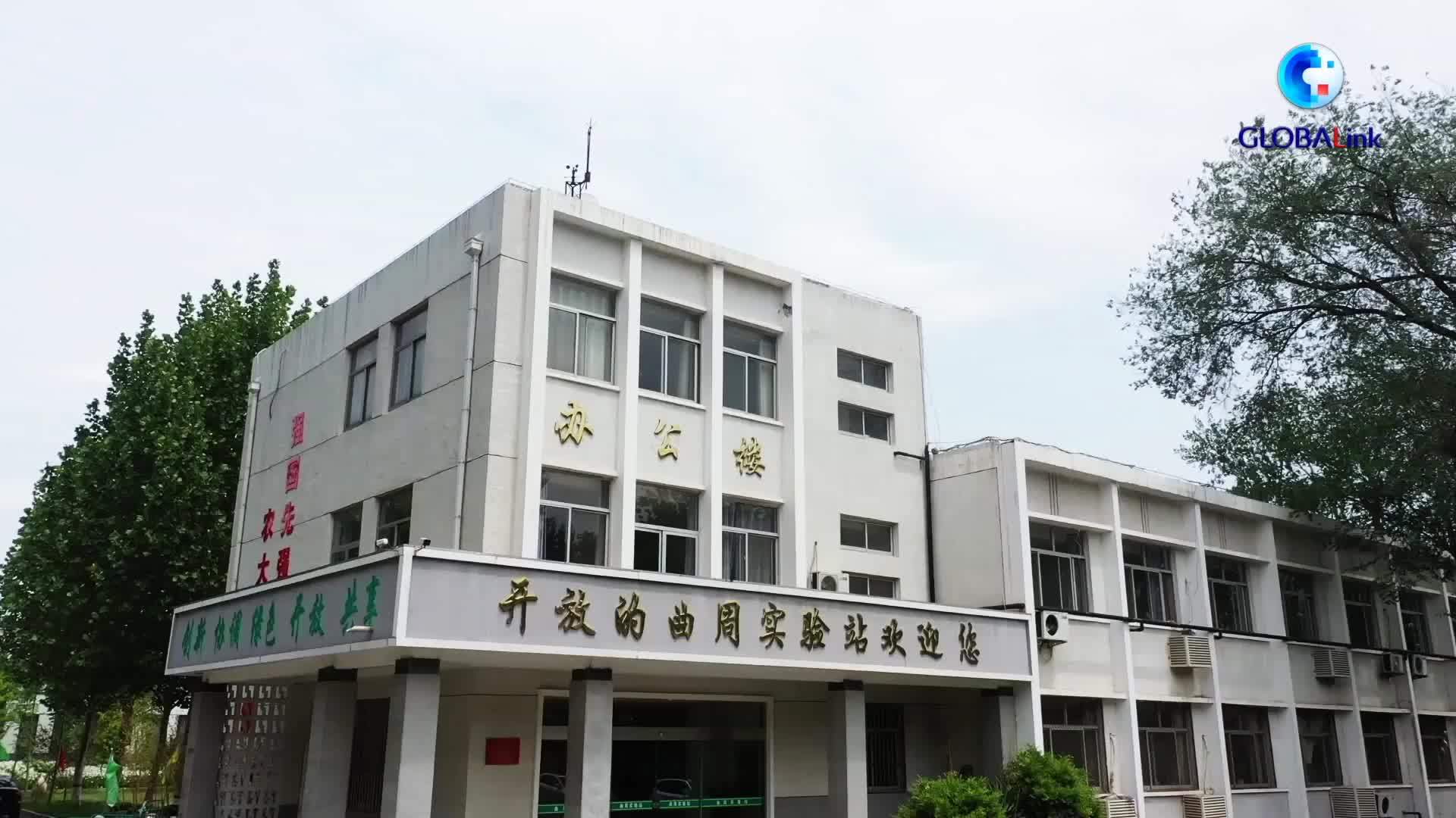 全球连线｜河北邯郸：非洲留学生沉浸式体验多彩中国文化