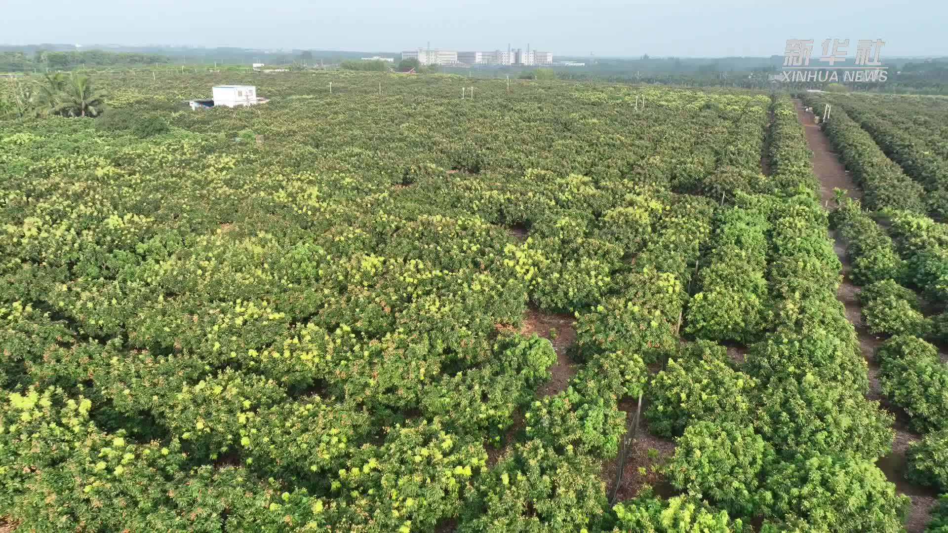 海口火山荔枝上市 订单额4.11亿元