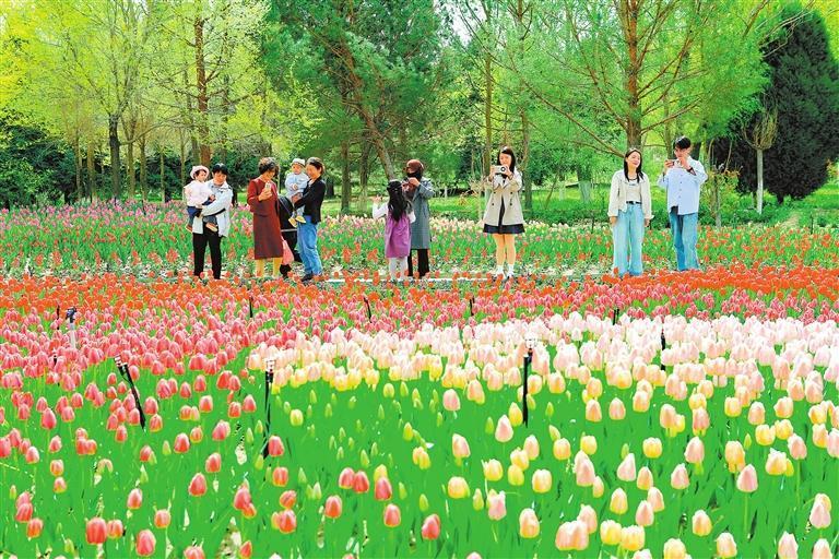 5月5日，嘉峪关市东湖生态旅游景区郁金香迎来盛花期，吸引众多市民游客游玩、拍照。新甘肃&middot;甘肃日报通讯员　马玉福