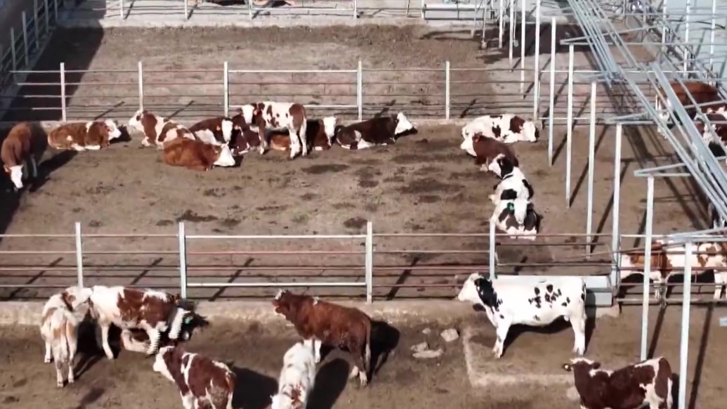 【视频】张掖：“数智”赋能畜牧产业提档升级