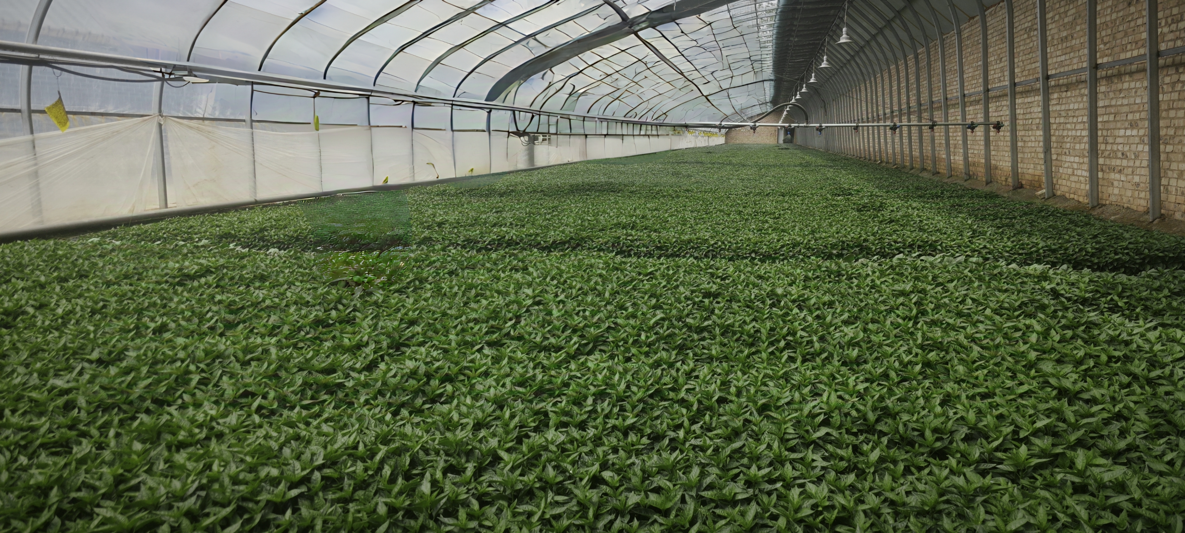 图3 配套建设的智能育苗棚.jpg