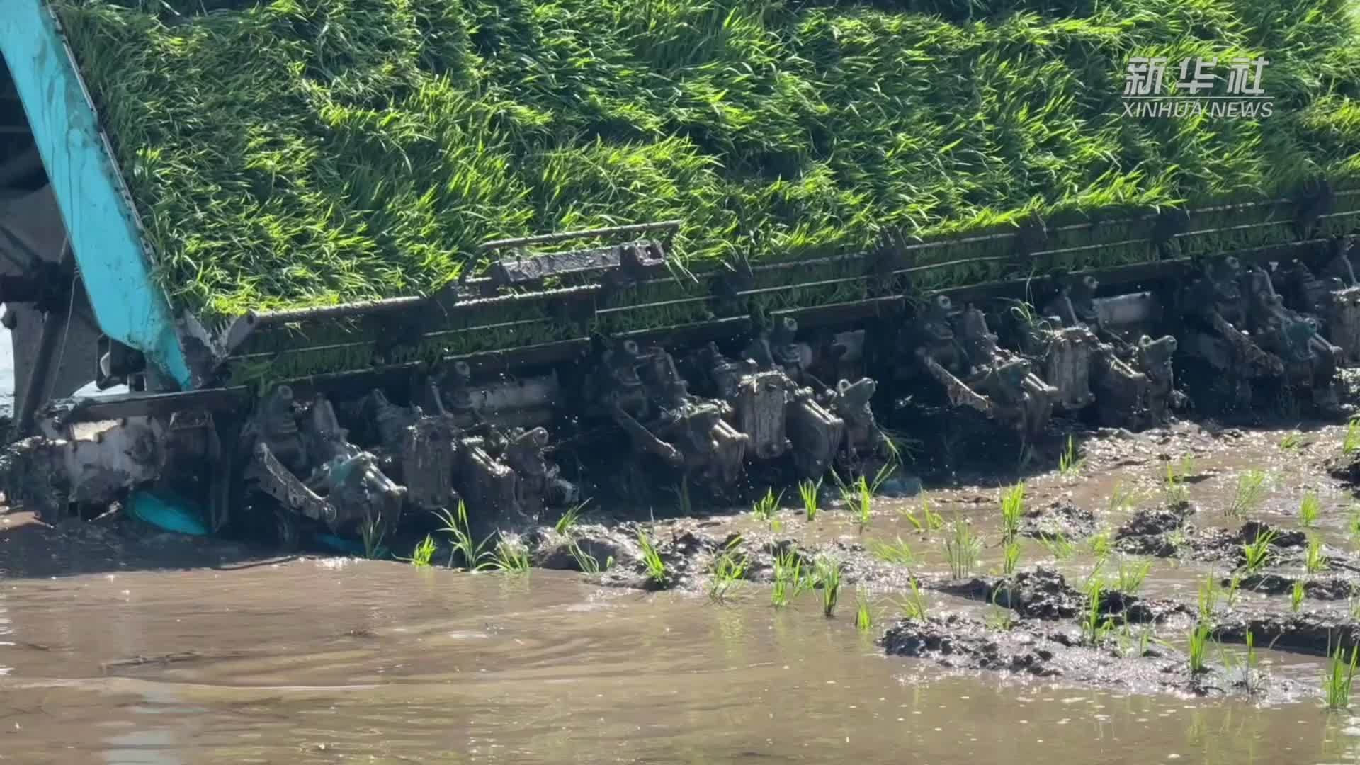 “水陆并进”，黑龙江垦区春播全面展开