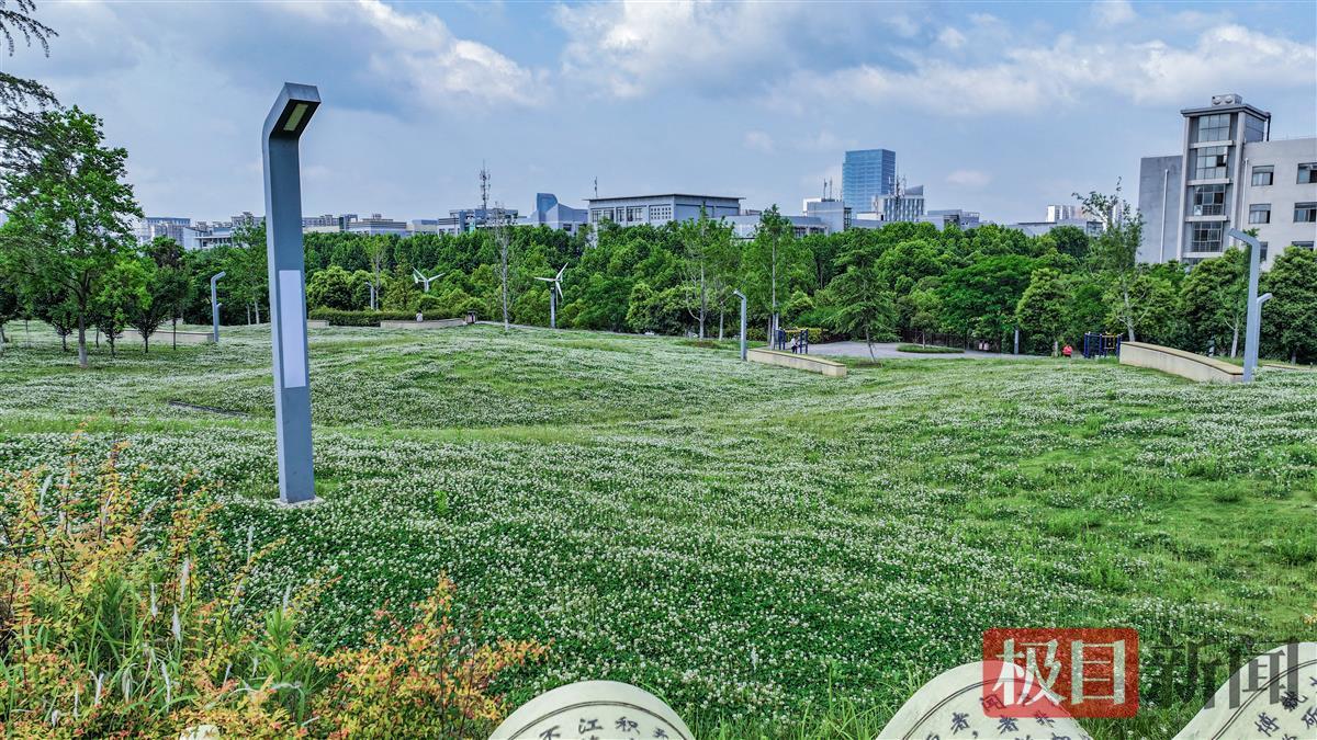 绿茵如毯，各色小花点缀其间（光谷黄龙山公园）