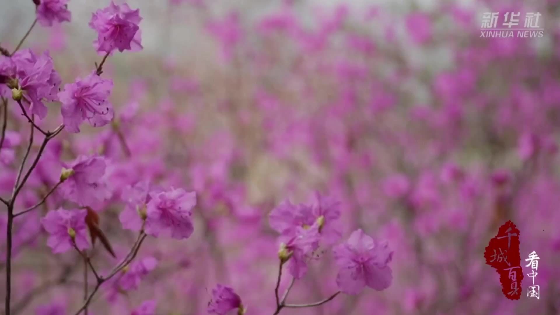千城百县看中国｜内蒙古：冰川杜鹃染山谷 多彩画廊浸春潮