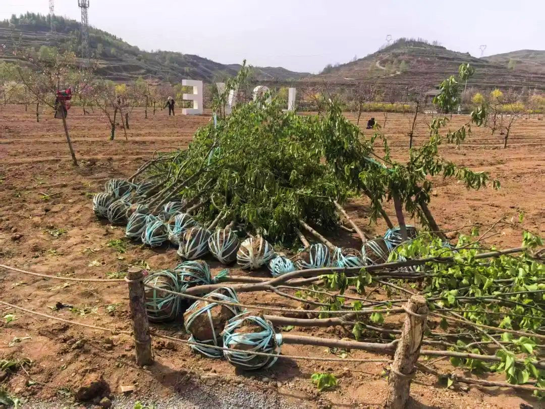 乡村游景上添“花”　华亭吸睛又吸金